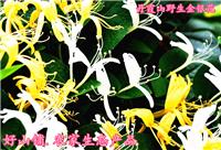 韶关业w��山金银花